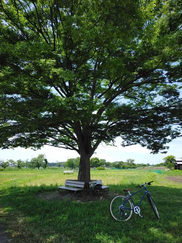 大きな木と自転車